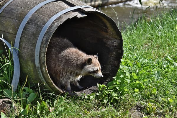 Deszczówka w ogrodzie i na balkonie: darmowa woda do podlewania