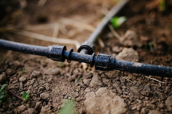 Sierpniowa susza w ogrodzie: jak oszczędzać wodę bez rezygnacji z plonów